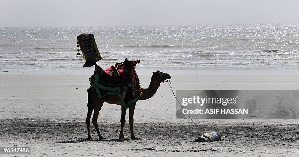 Pakistani camel rider takes a nap as he holds onto the reins of the camel on the famous Sea View Beach of Karachi on February 9, 2010. The city's...