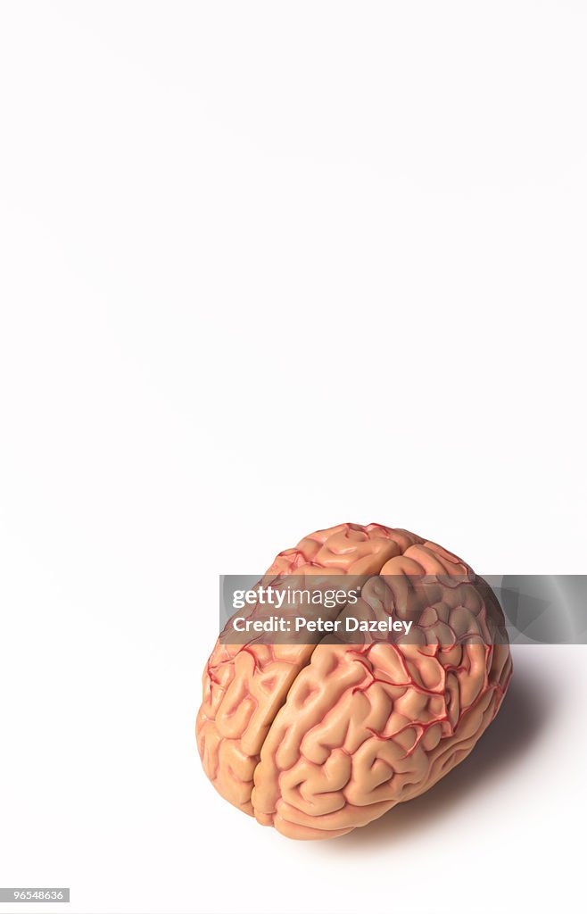 Model of human brain showing nervous system