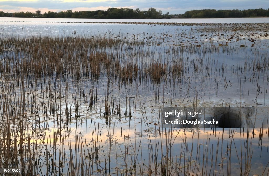 Evening sunset in the wetlands