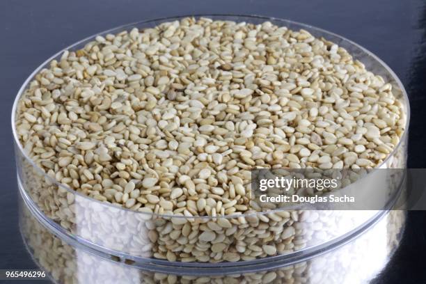 dish of dried sesame seeds (sesamum indicum) - budding yeast stock pictures, royalty-free photos & images