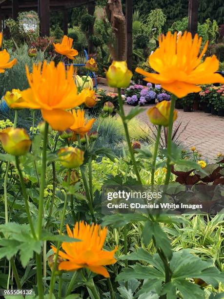 trollius - trollius stock pictures, royalty-free photos & images