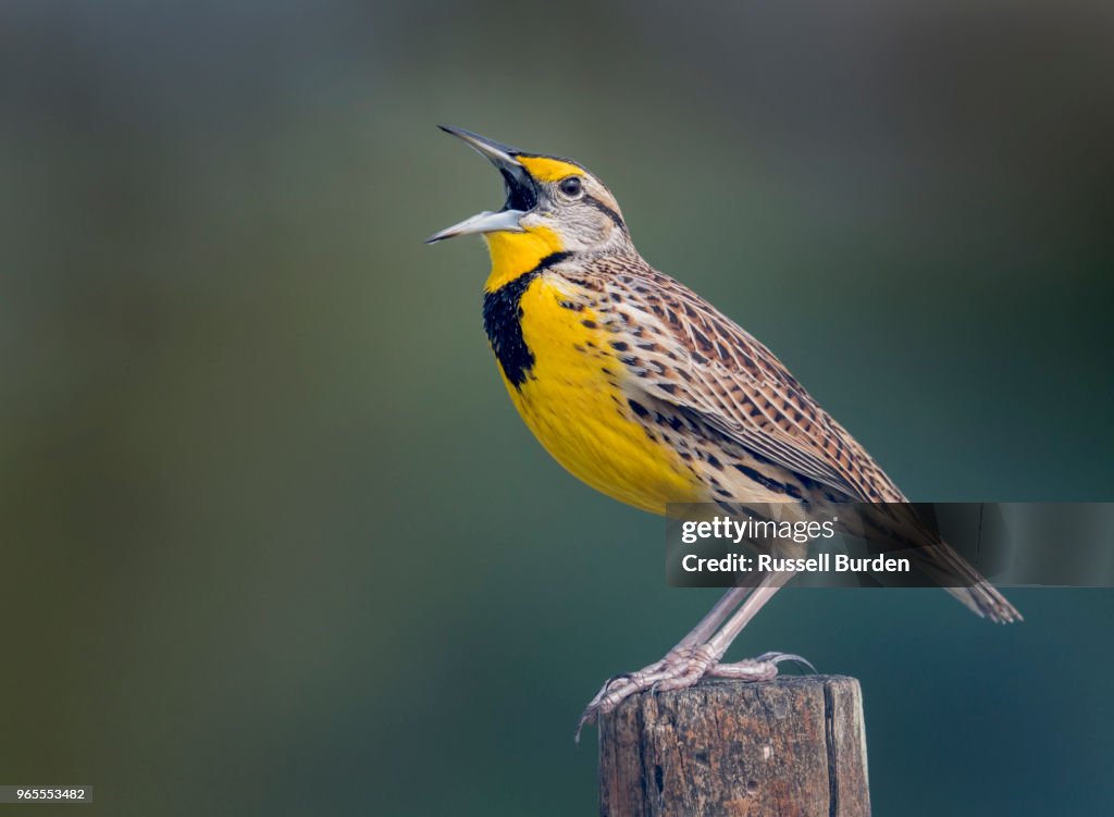 Eastern Meadowlark