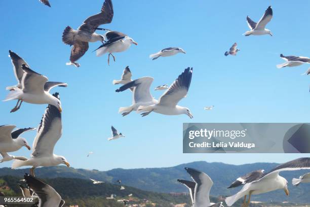 the flight of seagulls in the blue sky - garopaba stock pictures, royalty-free photos & images