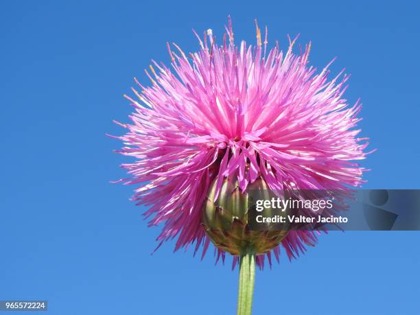 dagger flower (mantisalca salmantica) - dagger isolated stock pictures, royalty-free photos & images