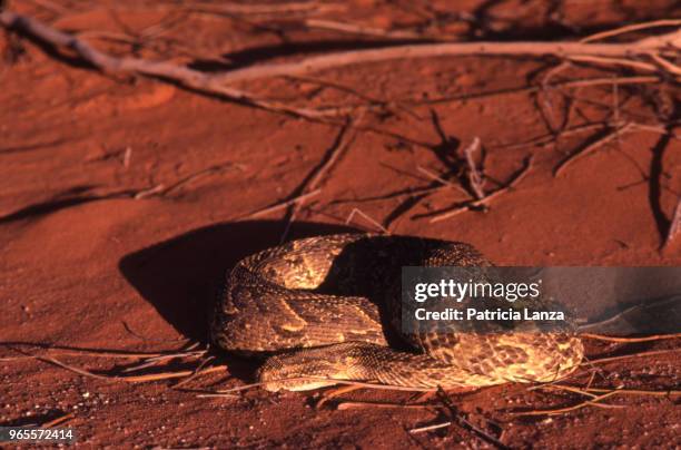 Puff Adda Puff Adder Photos and Premium High Res Pictures - Getty Images