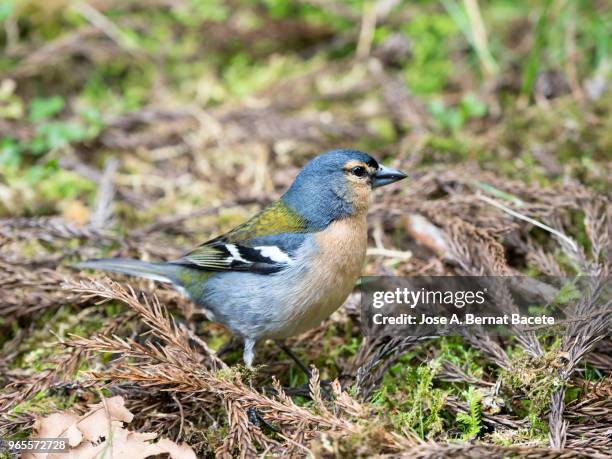 azores bullfinch (pyrrhula murina), resting on a rock in island of terceira, azores islands, portugal. - bull finch stock pictures, royalty-free photos & images