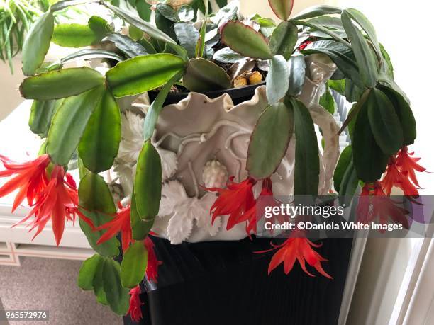 schlumbergera - christmas cactus ストックフォトと画像