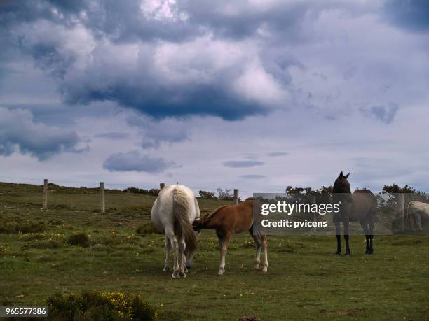 horses - caballos stockfoto's en -beelden