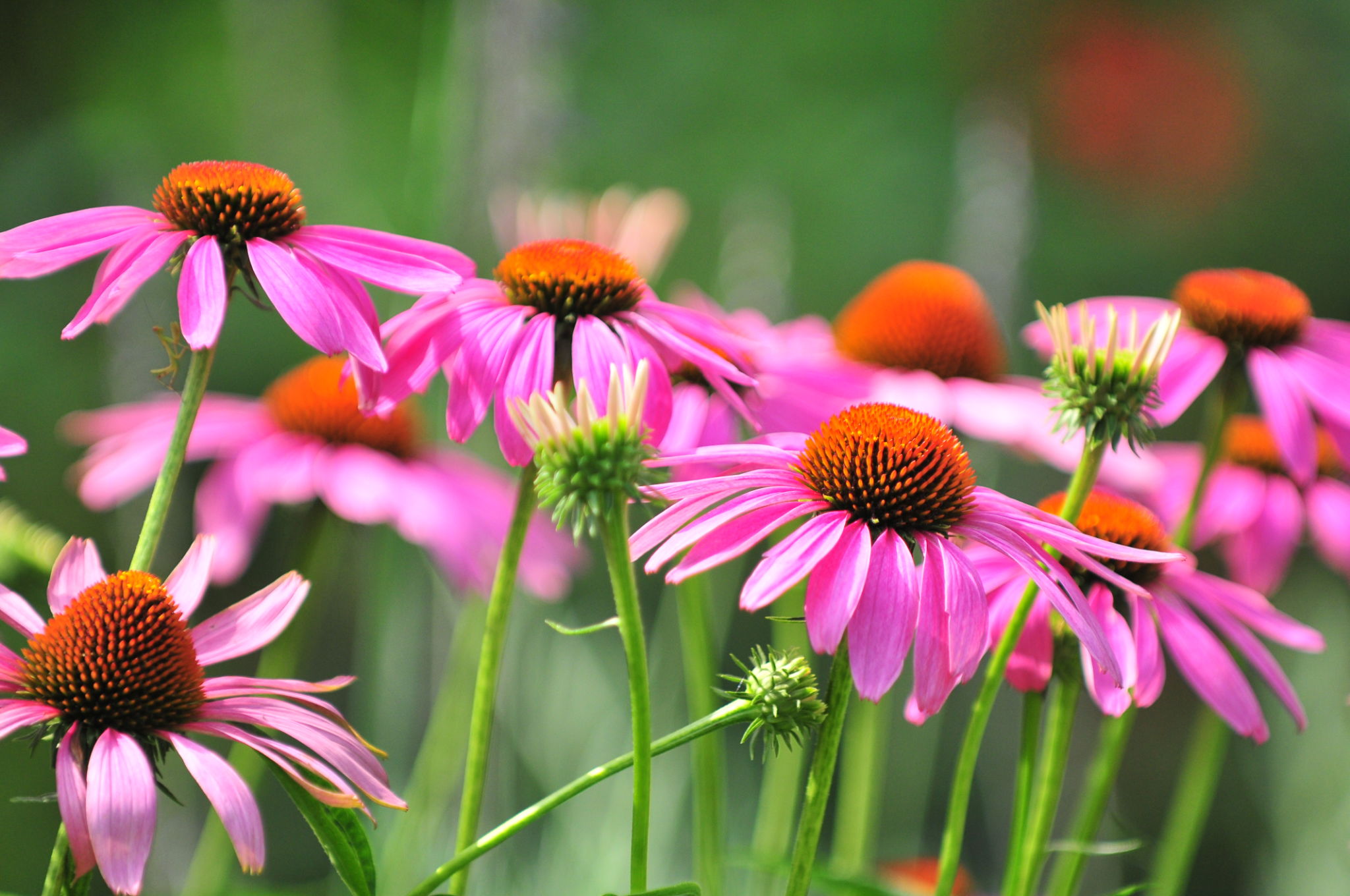 echinacea herb