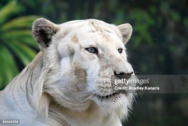 Bengal tiger Mohan relaxes before meeting Chinese film stars Lu Yi and Bao Lei as they welcome in the Chinese New Year of the Tiger at Dreamworld...