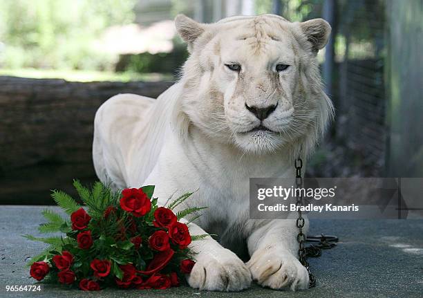 Bengal tiger Mohan sits with a bunch of red roses before meeting Chinese film stars Lu Yi and Bao Lei as they welcome in the Chinese New Year of the...
