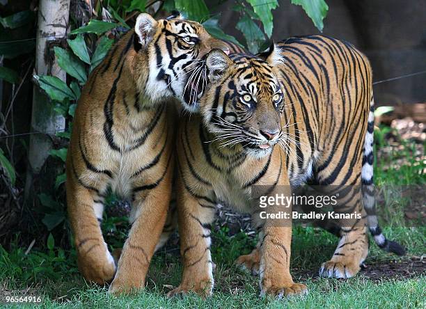 Two young tigers play as Chinese film stars Lu Yi and Bao Lei watch on and welcome in the Chinese New Year of the Tiger at Dreamworld theme park on...