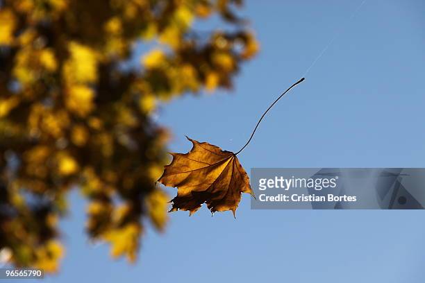 autumn leaf falling - bortes bildbanksfoton och bilder