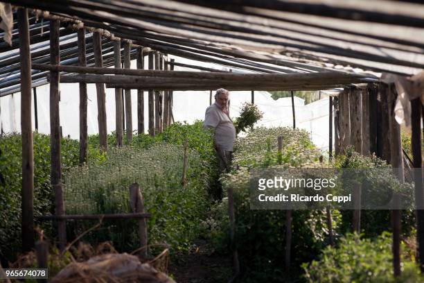 Uruguayan politician and former President of Uruguay José Mujica works on his crops on May 21, 2010 in Montevideo, Uruguay. .