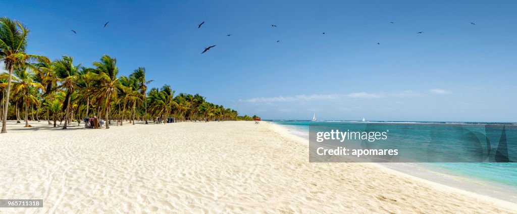 Vista panoramica di una spiaggia di sabbia bianca con alberi di cocco nel mar dei Caraibi