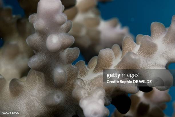 Coral Acropora sp., Australia.