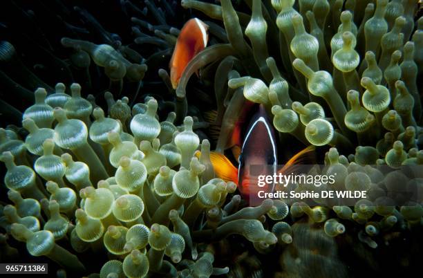 Tonga, Clown Fish, Anemone, , Tomato anemonefish, Vava'U Rungasika Island.