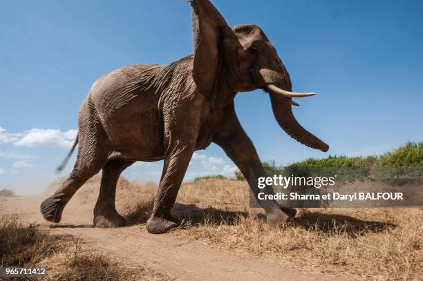 Eléphant d'Afrique , Parc National d'Amboseli, Kenya, Afrique.