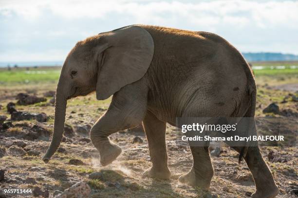 Eléphanteau d'Afrique , Parc National d'Amboseli, Kenya, Afrique.