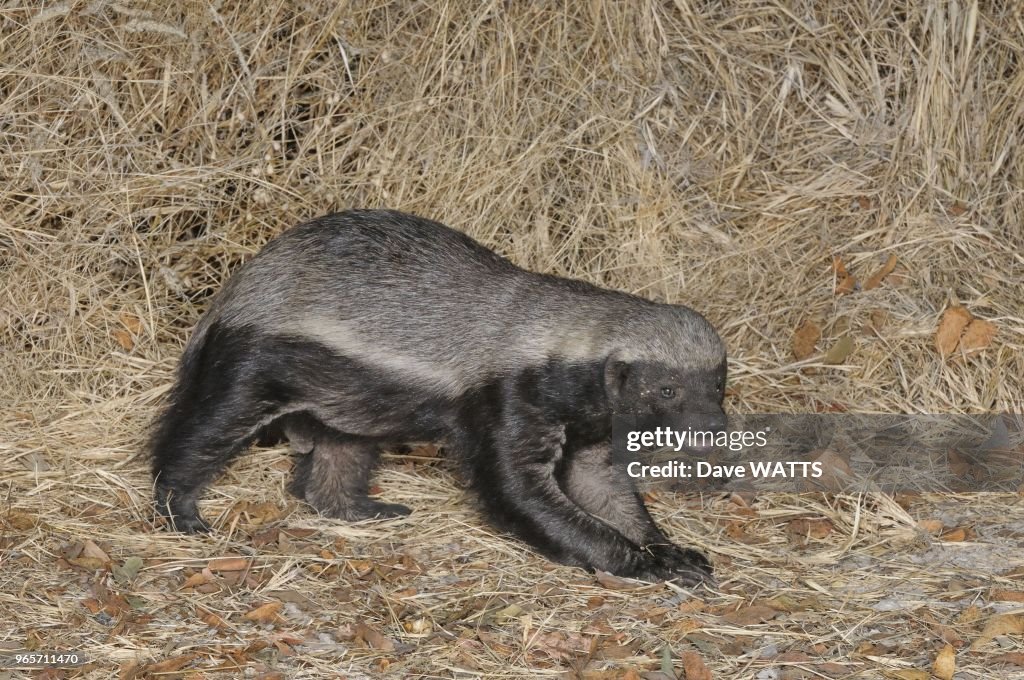 Honey Badger Male Etosha National Park, Namibia. News Photo - Getty Images