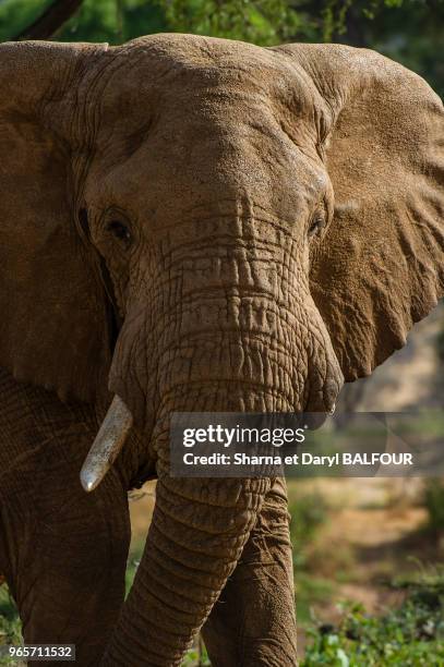 Éléphant taureau d'Afrique connu sous le nom "Yeager" dans la réserve nationale de Samburu, au Kenya.