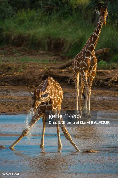 Deux girafes réticulées buvant l'eau d'une rivière Ewaso Nyiro, séparant les Samburu et Buffalo ressorts réserves nationales, au Kenya.