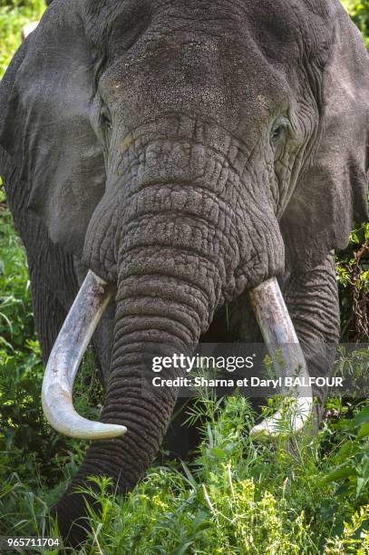 Big taureau tusker d'éléphant, , le cratère du Ngorongoro, en Tanzanie, Afrique.