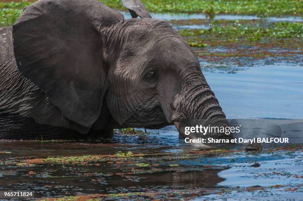 éléphant d'Afrique cherchant son alimentation dans les eaux profondes des marais d'Amboseli, au Kenya.