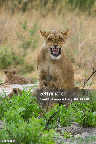 Jeunes lionceau et leur mère , Delta de l'Okavango, au Botswana, Afrique.