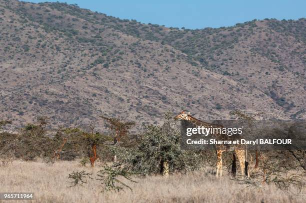 Girafe réticulée entre les bayahondes , Lewa Downs Wildlife Conservancy, Laikipia, Kenya, Afrique.