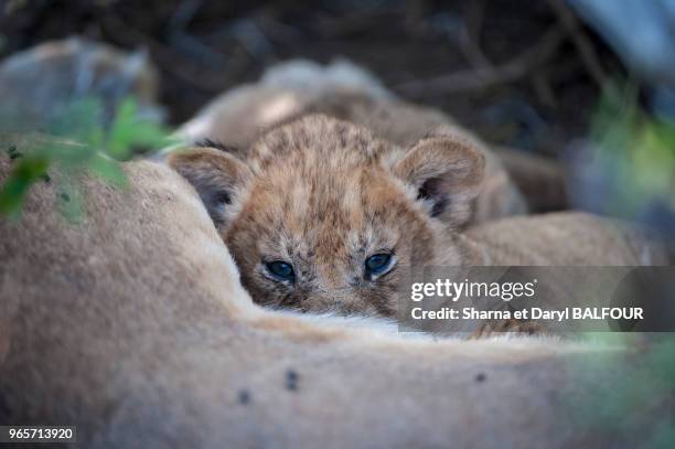 Lionceau tétant sa mère, Parc National du Serengeti, Tanzanie.