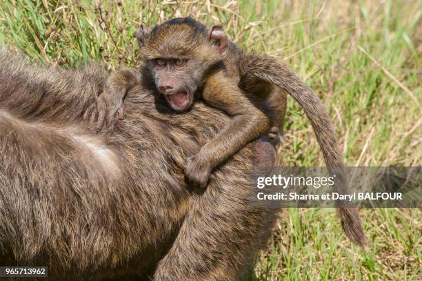 Jeune babouin jaune aves sa mère, Parc national d'Amboseli, Kenya, Afrique.