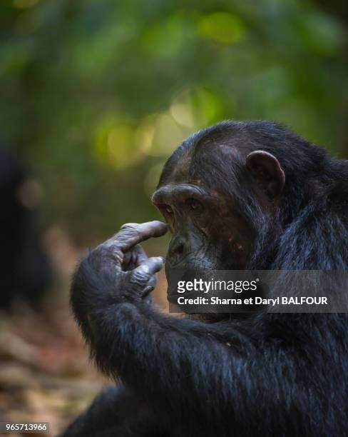 Chimpanzé à Mahale Mountains National Park, Tanzanie. Mahale est probablement le meilleur endroit en Afrique pour visualiser les chimpanzés sauvages.
