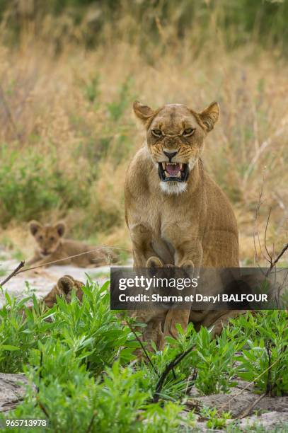 Jeunes lionceau et leur mère , Delta de l'Okavango, au Botswana, Afrique.