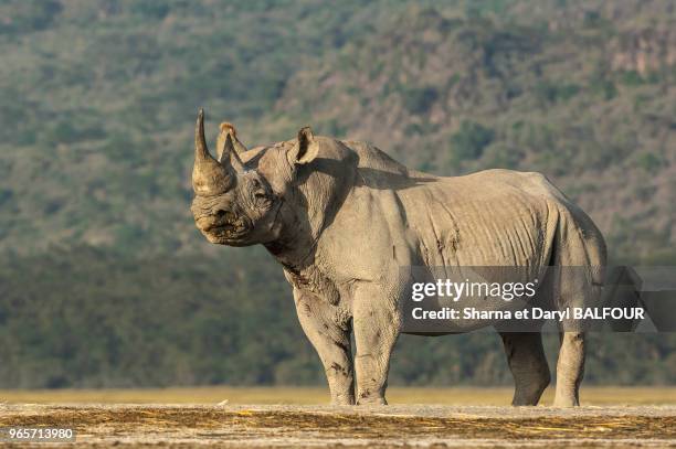 Rhinocéros noir Lac National de Nakuru Rift Valley, Kenya, Afrique.