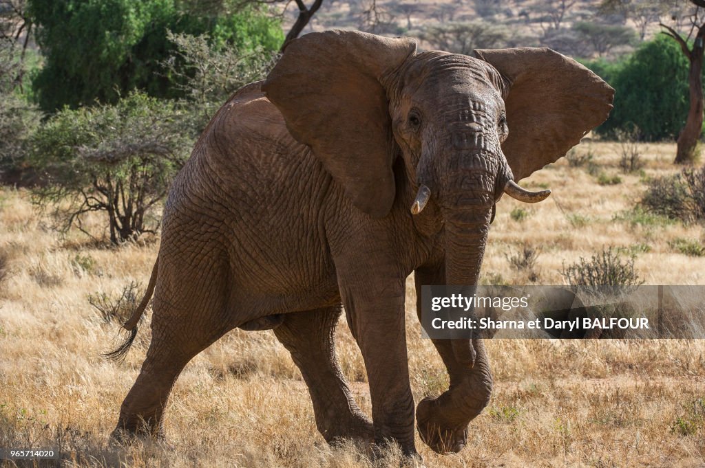 Eléphant, Kenya