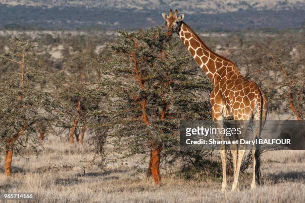 Girafe réticulée entre les bayahondes , Lewa Downs Wildlife Conservancy, Laikipia, Kenya, Afrique.