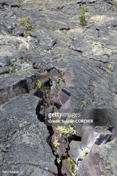 Hawaii, Big Island , Pahoa , Lava Tree state park , lava flow in cord.