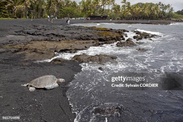 Hawaii, Big Island, Punaluu Black Sand Beach where Green turtle come to lie the eggs.