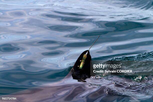 Afrique du Sud, Gansbaii, Dyer Island, grand requin blanc , attiré par de la nourriture, équipé d'une balise satellitaire sur la nageoire dorsale.
