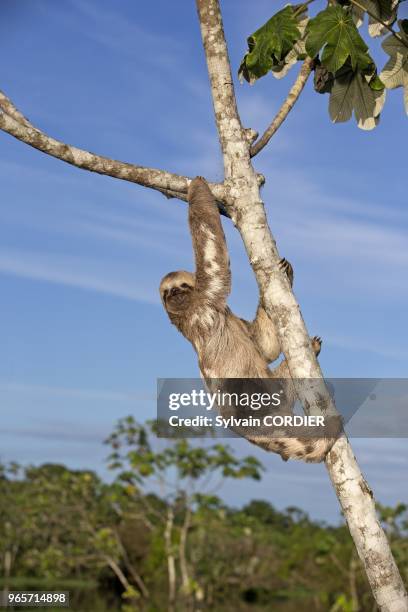 Amerique du Sud,Bresil, etat d'Amazonas, bassin du fleuve Amazone, Paresseux a trois doigts . South America,Brazil, Amazonas state, Manaus, Amazon...