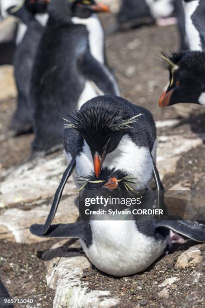 Falklands, Malouines, Ile de Saunders, Rockery, Gorfou sauteur subantarctique . Falkland Islands, Saunders island, Rockery, Rockhopper penguin .