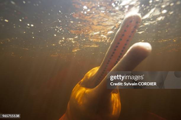 Amerique du Sud,Bresil, etat d'Amazonas, bassin du fleuve Amazone, le long du Rio Negro, Dauphin de l'Amazone, ou boto ou dauphin rose de l'Amazone...