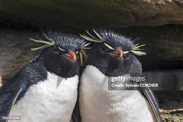 Falklands, Malouines, Ile de Saunders, Rockery, Gorfou sauteur subantarctique . Falkland Islands, Saunders island, Rockery, Rockhopper penguin .