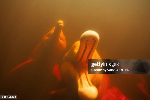 Amerique du Sud,Bresil, etat d'Amazonas, bassin du fleuve Amazone, le long du Rio Negro, Dauphin de l'Amazone, ou boto ou dauphin rose de l'Amazone...