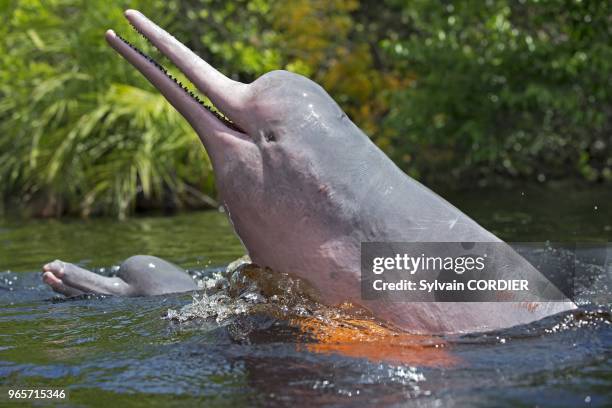 Amerique du Sud,Bresil, etat d'Amazonas, bassin du fleuve Amazone, le long du Rio Negro, Dauphin de l'Amazone, ou boto ou dauphin rose de l'Amazone...