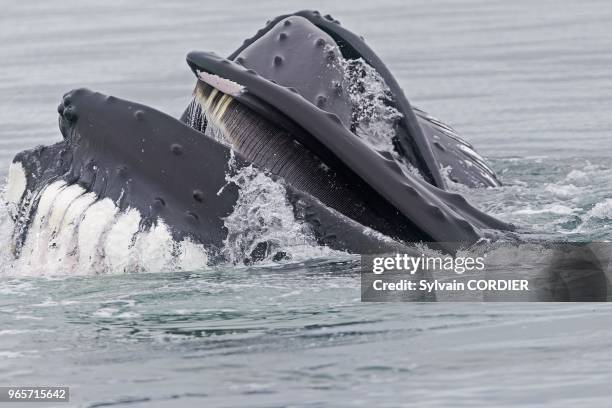 Norvege, Archipel du Svalbard, Spitzberg, Baleine a bosse , nourrissage en surface, alimentation horizontale, bouche ouverte lateralement pour...