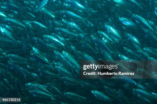 False Herring school. False Herring school.