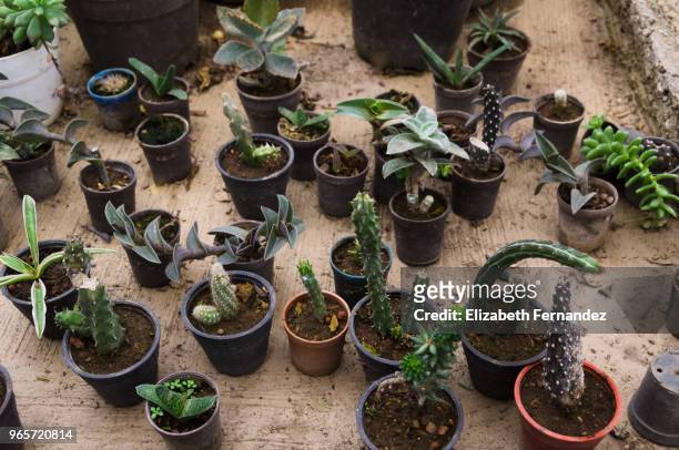 cactus succulent plants in flowerpots - golden barrel cactus stock pictures, royalty-free photos & images