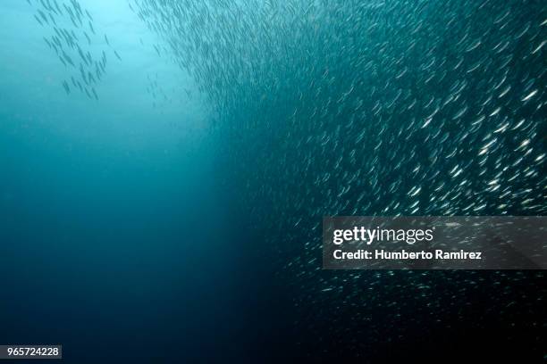 false herring school. - school met vissen stockfoto's en -beelden